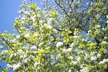 FLOWERING APPLES AND BLUE SKY