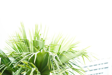Palm leaves and white background isolated.