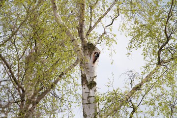 Specht an Birke  Picidae an Betula