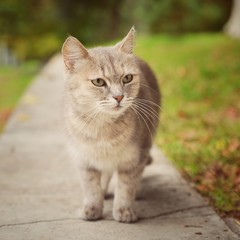 portrait of a beautiful  cat who looks past the camera