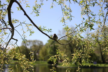 bird, tree, nature