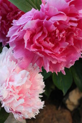 Fototapeta premium Peonies
