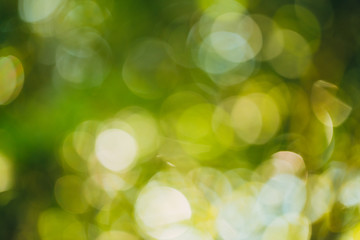 Plakat Green bokeh out of focus background from nature forest