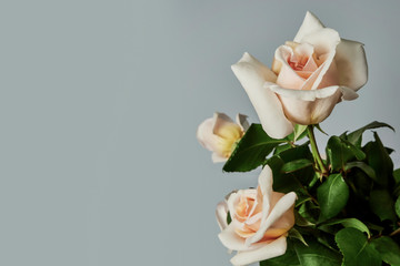 bouquet of light pink roses on the wall with plaster decorative elements