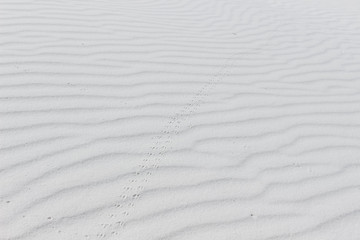 Sand ripples and animal tracks in desert of White Sands National Park, New Mexico