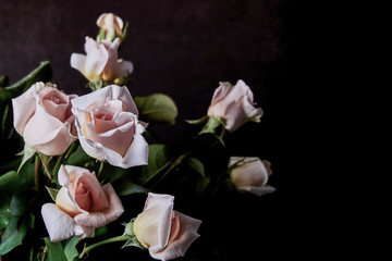 Naklejka na ściany i meble bouquet of light pink roses on a dark background close up