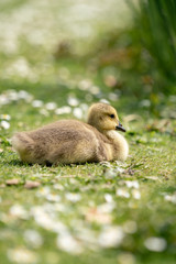 little duckling in the grass