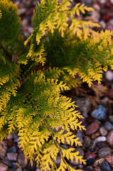 Fototapeta na wymiar Green and yellow thuja leaves