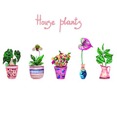 Watercolor house plants