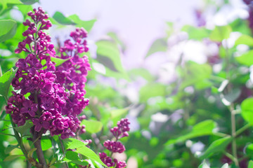 Fototapeta premium Delicate floral background of lilac flowers on a bright sunny day. Blurred Lilac Floral Background