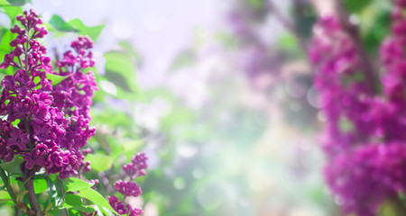 Delicate floral background of lilac flowers on a bright sunny day. Blurred Lilac Floral Background