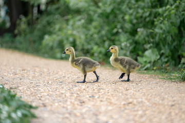 little duckling in the grass