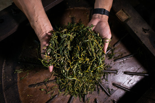 Young Karen Processing Organic Tea Leafs