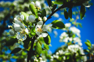 Flowering branch of pear in the garden. Blooming pear