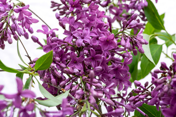 Fresh cut Purple Lilac Flowers isolated on white background. Syringa vulgaris.