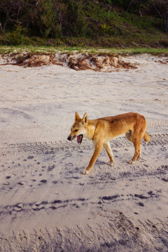 wild dingo on the beach