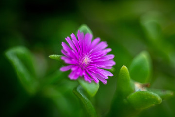 Obraz premium Beautiful floral spring with background of nature. Macro soft focus blossom.