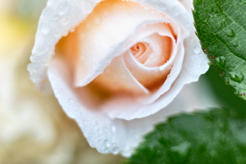 Fototapeta premium Beautiful floral spring with background of nature. Macro soft focus blossom.