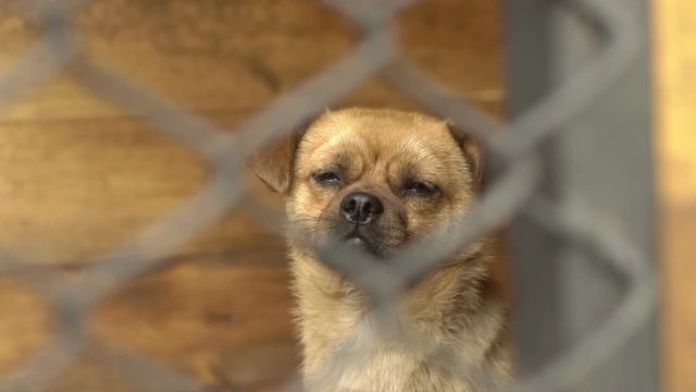 Sad dog in a cage 