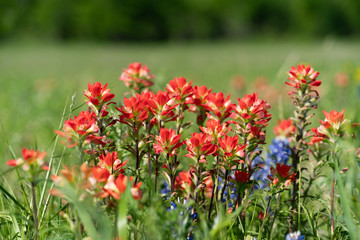 Bluebonnet Fields
