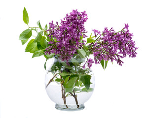 Fresh cut Purple Lilac Flowers in clear glass vase on white background. Syringa vulgaris.