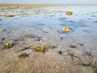 Closeup image of sea stars and sea weeds on the sea shore