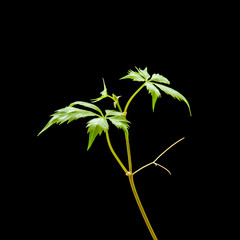 Young plant of Virginia creeper (Parthenocissus quinquefolia) with tiny green leaves and thin delicate tendrils isolated on black background