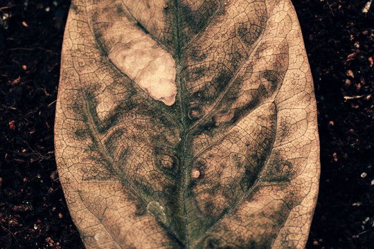 Wilted Avocado Leaf on Soil Macro Texture