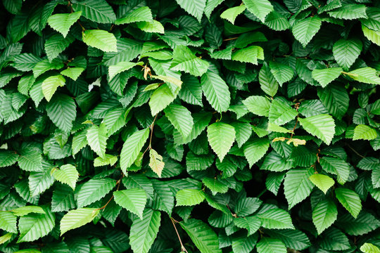 Beech hedge