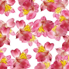 Beautiful floral background of Alstroemeria. Isolated 