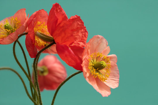Naklejki A Bouquet Of Vibrant Pink and Red Iceland Poppies Against A Bright Turquoise Background