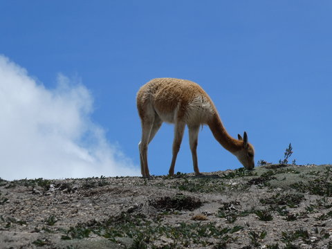 Vicuna im Nationalpark Chimborazo in Ecuador
