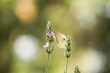 Schmetterling auf Blume