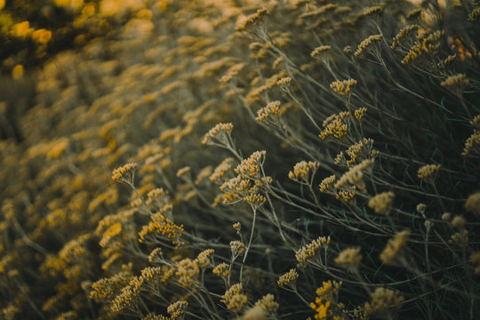 Details of Achillea filipendulina at dusk