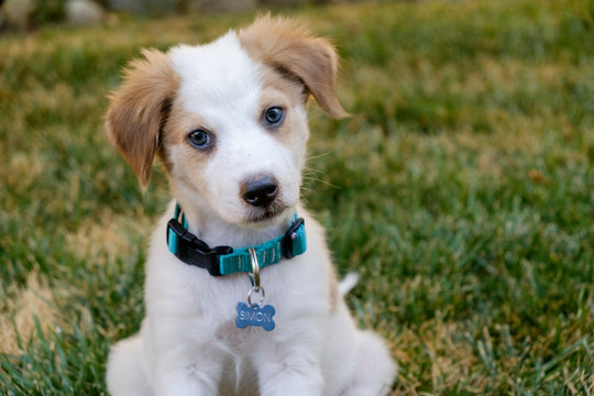 Cute puppy
