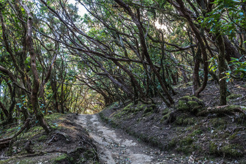 Forest path under the trees