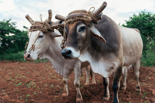 Farmer and Oxen Plow Tobacco Field.