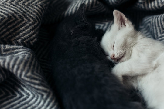 Adorable kittens sleeping