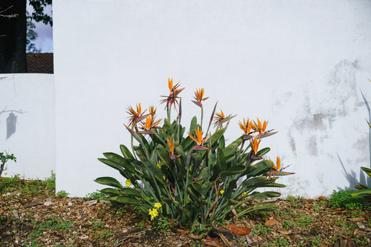 bird of paradise blossoms