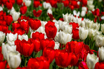 Nahaufnahme von roten und weißen Tulpen