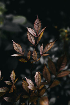 Golden leaves of a plant in the garden