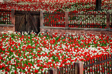 Mauer und Tor inmitten von weißen und roten Tulpen
