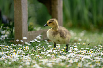 little duckling in the grass