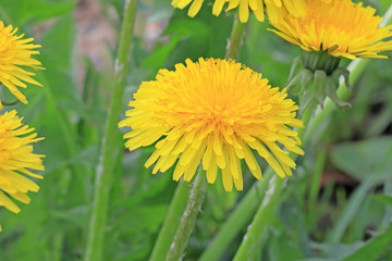Yellow dandelion in the meadow