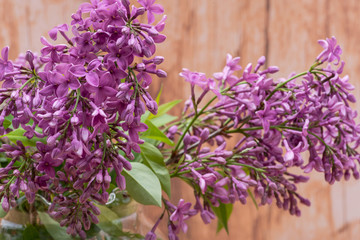 Fresh cut Purple Lilac Flowers on wooden background. Syringa vulgaris.