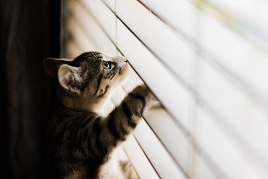 kitten climbing blinds