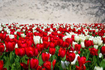 Weiße und rote Tulpen vor einer weißen Wand