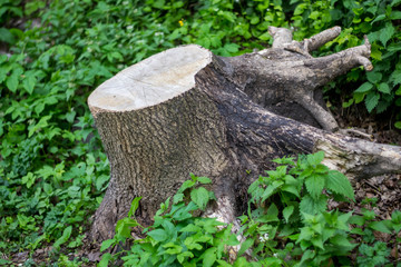 stump with roots lying in the grass