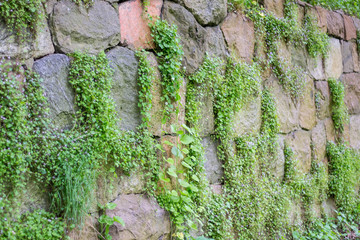 stone wall overgrown with wild flowers
