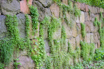 stone wall overgrown with wild flowers